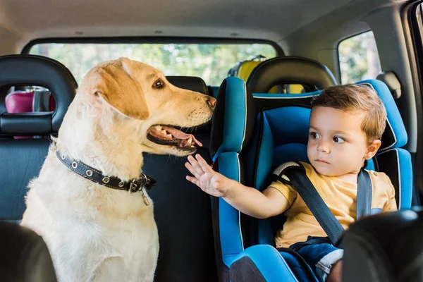 Adorável Criança Menino Assento Segurança Tocando Labrador Cão Banco Trás — Fotografia de Stock