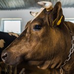 Nahaufnahme einer Kuh, die im Stall auf einem Bauernhof steht