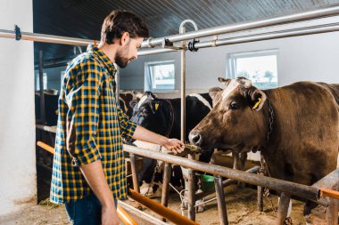 side view of handsome farmer feeding cow with hay in stable clipart