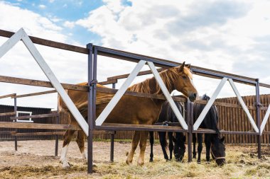 beautiful horses standing behind fences on ranch clipart