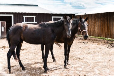 two black horses standing in stable at ranch and looking at camera clipart