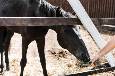 cropped image of farmer feeding black horse with hay in stable clipart