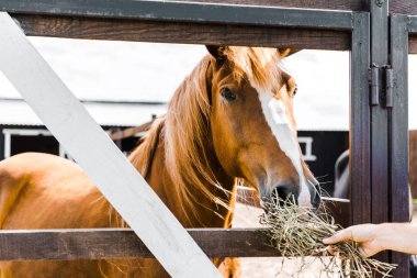 cropped image of farmer feeding brown horse with hay in stable clipart