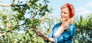 attractive farmer touching apple on tree in garden  clipart