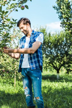 handsome farmer checking ripe apple on tree in garden clipart