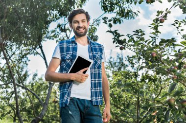 yakışıklı bir çiftçi holding tablet içinde çiftliğinde elma bahçesinde düşük açılı görünüş