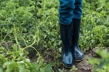 cropped image of farmer standing in rubber boots in field clipart