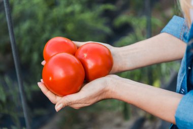 cropped image of farmer holding ripe organic tomatoes in hands in field at farm clipart