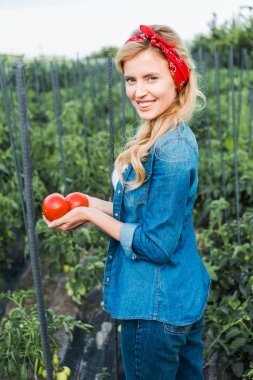 attractive farmer holding ripe organic tomatoes in field at farm clipart