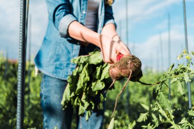 cropped image of farmer holding organic beetroots in field at farm clipart