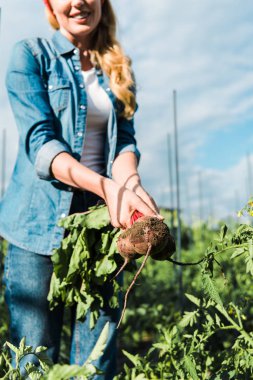 görüntü gülümseyen çiftçinin organik beetroots çiftliğinde alanında tutarak kırpılmış