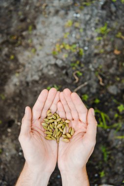 Cropped image of farmer holding cardamom seeds in hands in field at farm clipart