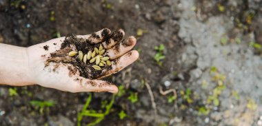 Cropped image of farmer holding cardamom seeds with soil in field at farm clipart