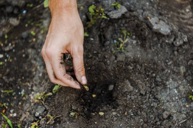 Cropped image of farmer planting cardamom seeds at farm clipart