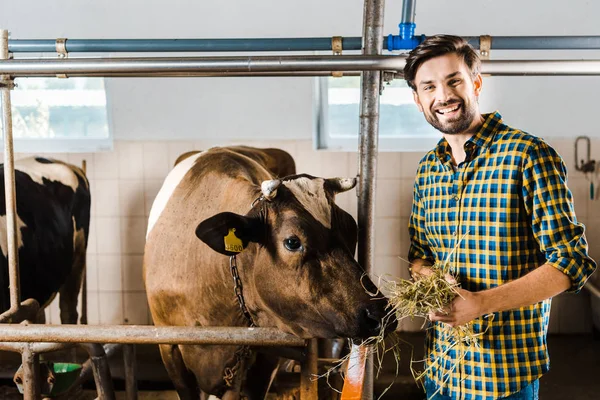 Pohledný Farmář Krmí Krávy Sena Stáji — Stock fotografie