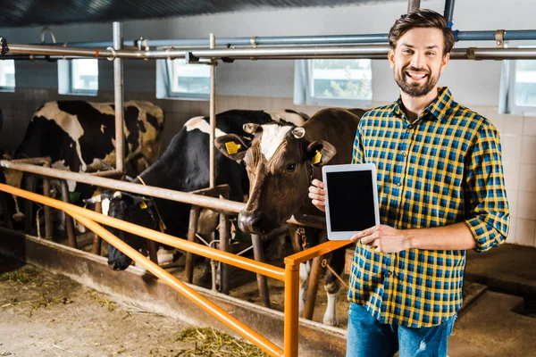英俊的微笑农夫显示平板与空白屏幕在稳定与母牛 — 图库照片