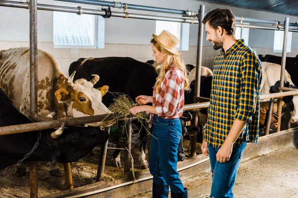 Casal Agricultores Alimentando Vacas Com Feno Estábulo — Fotografia de Stock