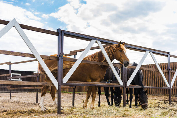 красивые лошади стоят за заборами на ранчо
