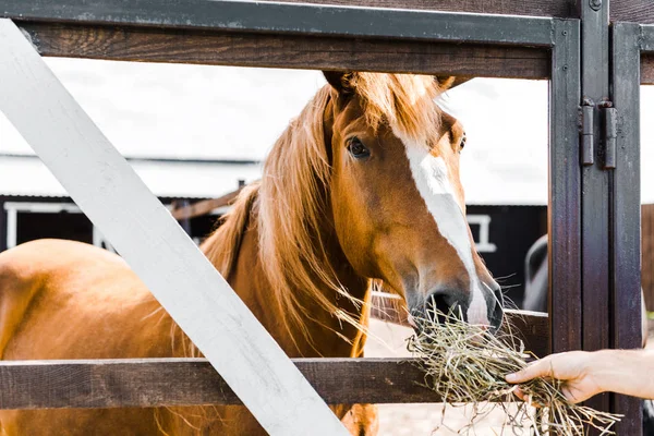 安定の干し草で茶色の馬を供給する農家のトリミングされた画像 — ストック写真