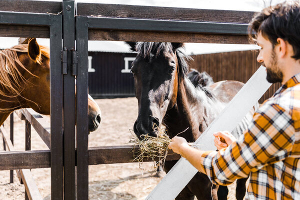 handsome farmer feeding horses with hay in stable