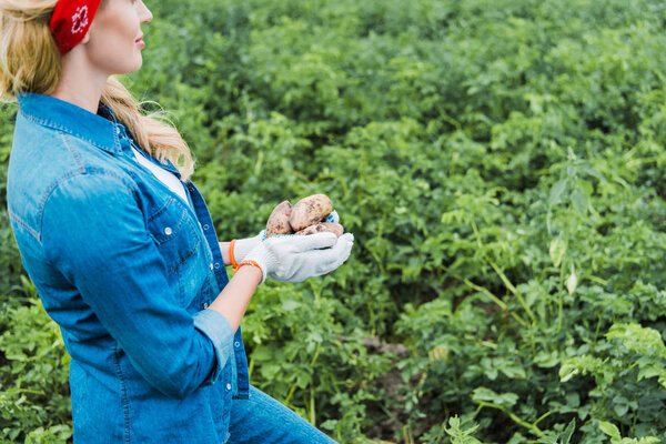 cropped image of farmer holding ripe potatoes in field at farm