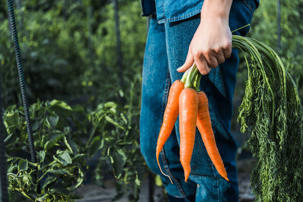 cropped image of farmer holding organic carrots in field at farm