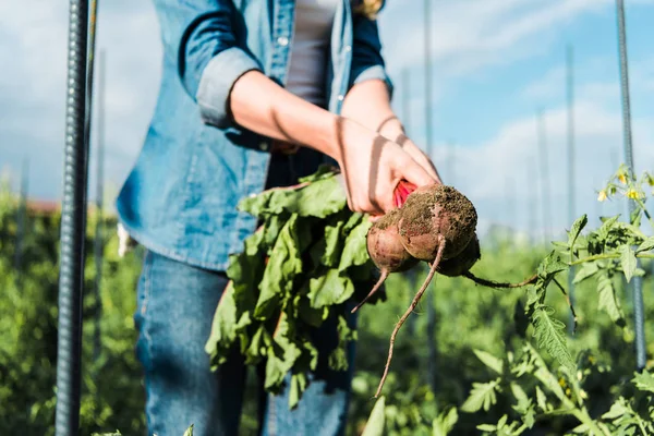 Cropped Image Farmer Holding Organic Beetroots Field Farm — Stock Photo, Image
