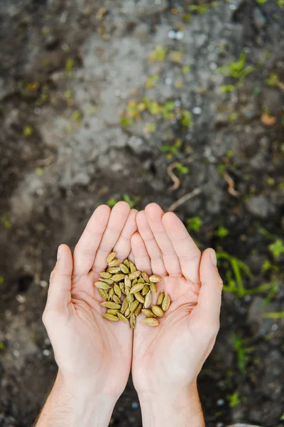 Imagem Cortada Agricultor Segurando Sementes Cardamomo Mãos Campo Fazenda — Fotografia de Stock