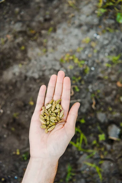 Bijgesneden Afbeelding Van Boer Kardemom Zaden Hand Houden Boven Bodem — Stockfoto