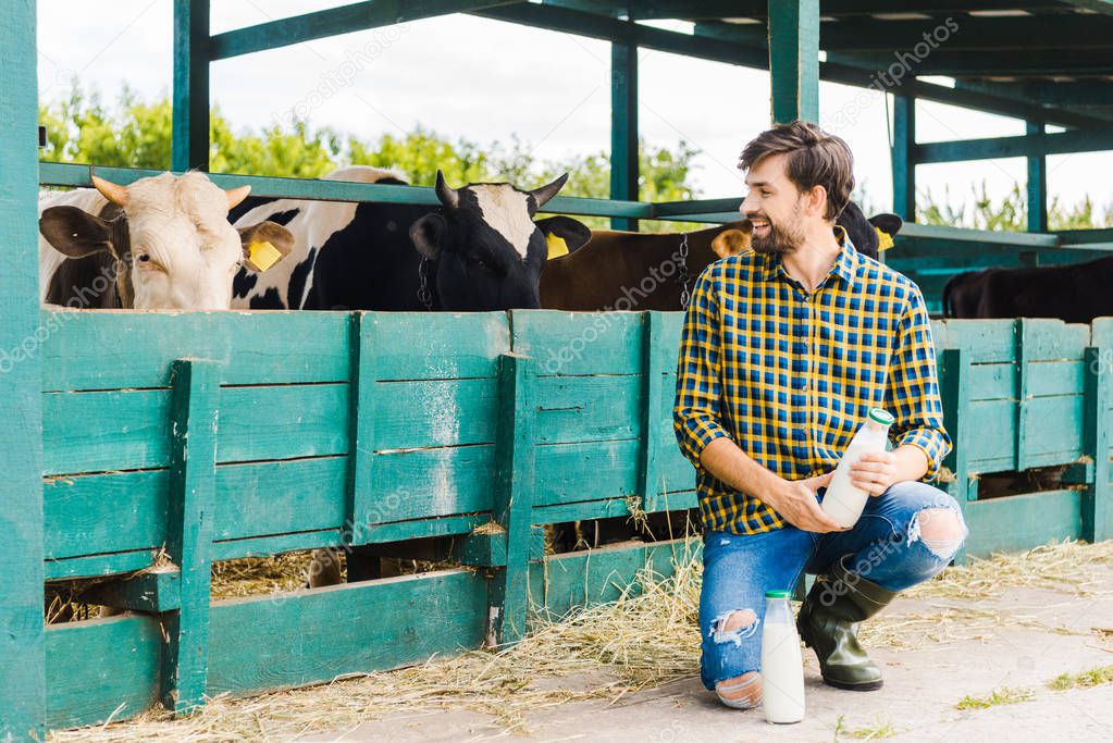 happy farmer squatting, looking at stable with cows and holding bottle of milk