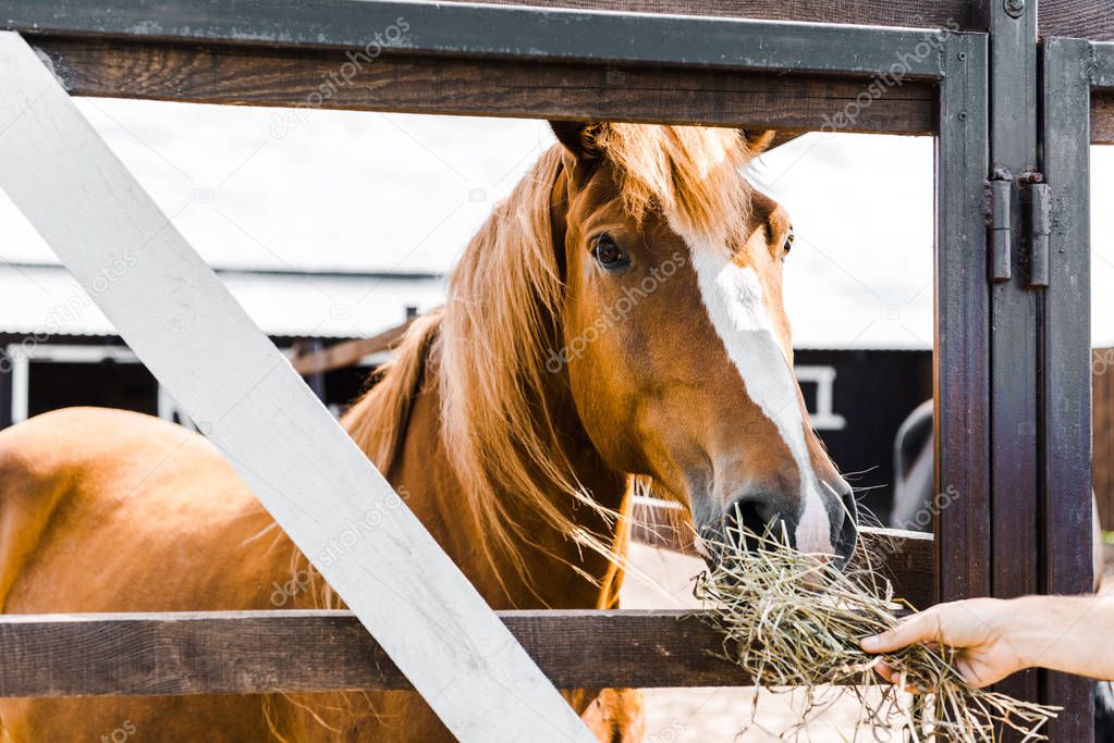 cropped image of farmer feeding brown horse with hay in stable