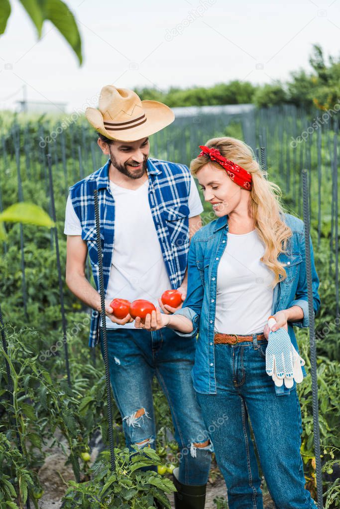 couple of farmers looking at ripe tomatoes in field at farm