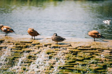 Baraj nehir Park'ta güzel kahverengi ördekler ayakta