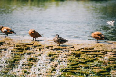 beautiful brown ducks standing on dam in river at park clipart