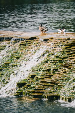 two beautiful ducks sitting on dam in river at park clipart