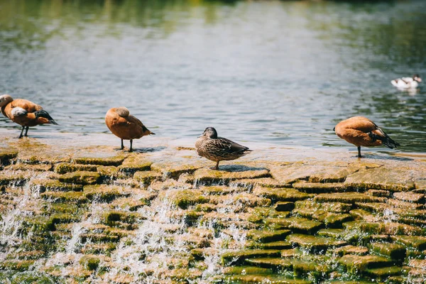 Belle Anatre Brune Piedi Sulla Diga Nel Fiume Parco — Foto Stock