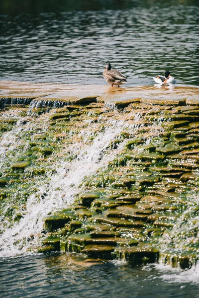 公园河上的两只美丽的鸭子坐在水坝上 — 免费的图库照片