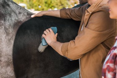 cropped image of male equestrian cleaning black horse with brush at ranch clipart