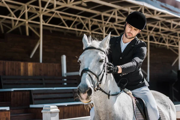 Bonito Macho Equestre Equitação Palming Cavalo Cavalo Clube — Fotografia de Stock