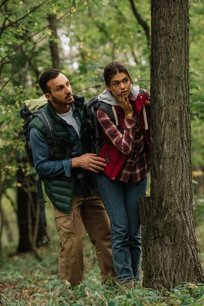 Travelers Backpacks Hiding Tree Forest — Stock Photo, Image