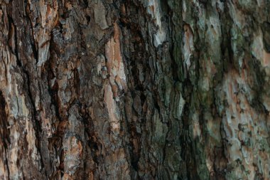 close-up view of cracked brown tree bark background  clipart