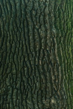 close-up view of cracked green tree bark background  clipart