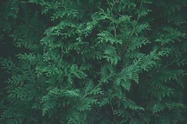 close-up view of beautiful green cypress tree twigs clipart