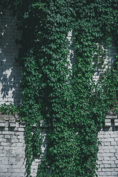Стена из белого кирпича с красивыми зелеными листьями плюща в солнечный день
