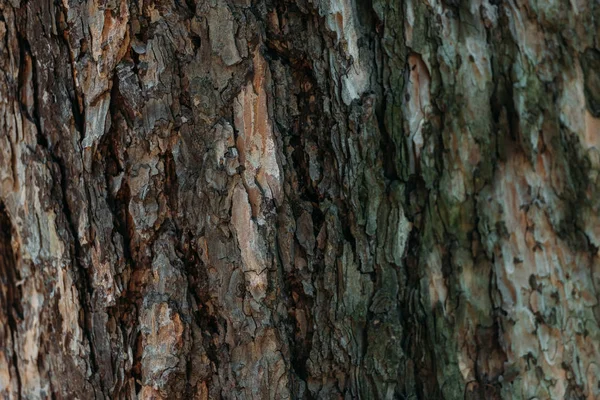 破裂的褐色树皮背景的特写视图 — 图库照片
