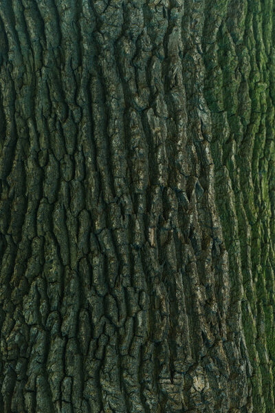 close-up view of cracked green tree bark background 