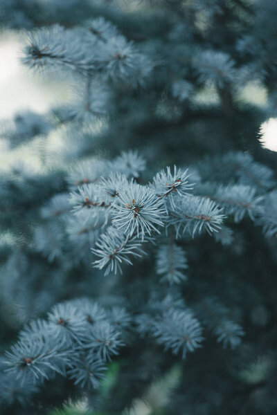 close-up view of beautiful evergreen fir twigs natural background