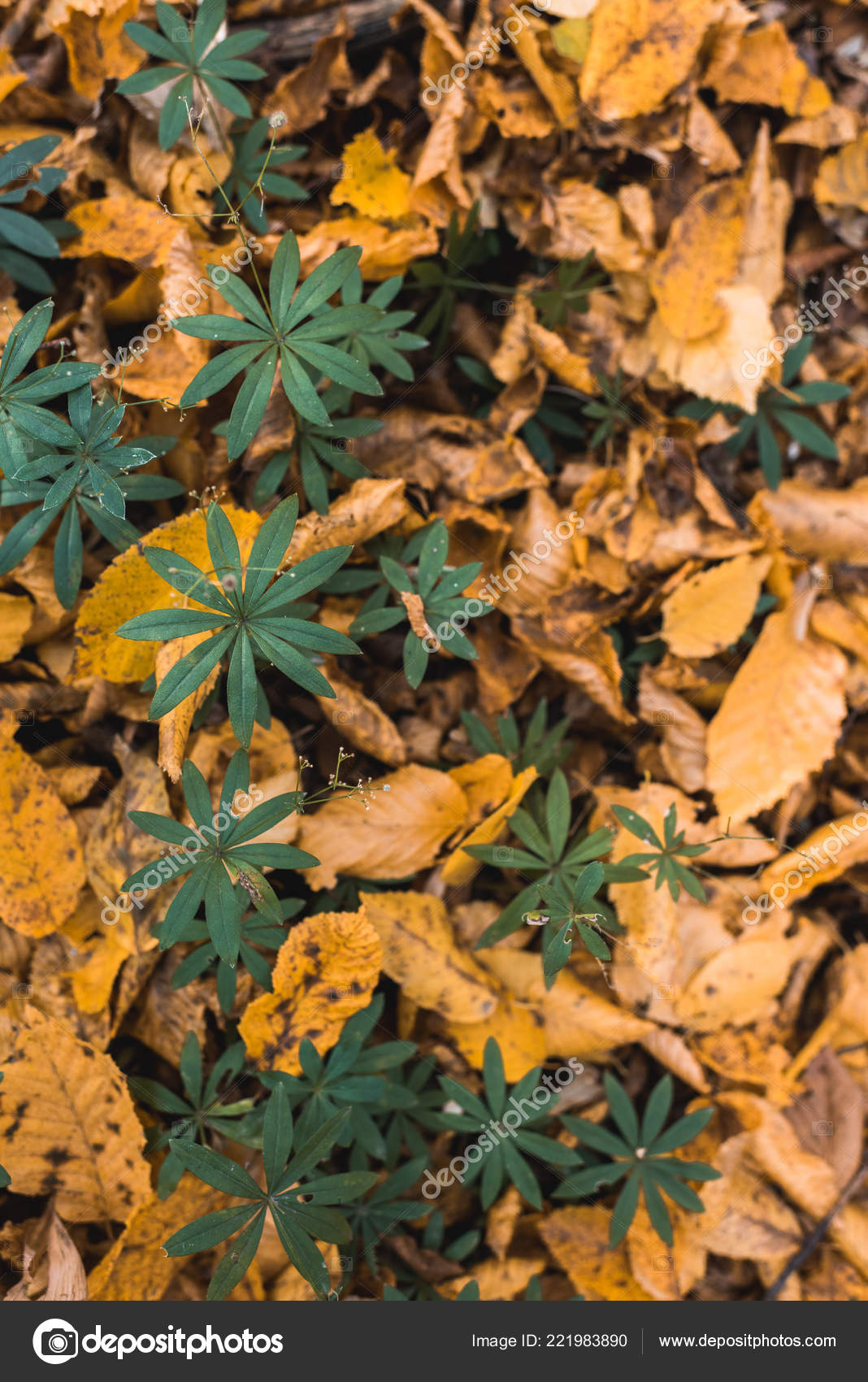 Top View Beautiful Green Plants Yellow Leaves Outdoors — Free Stock
