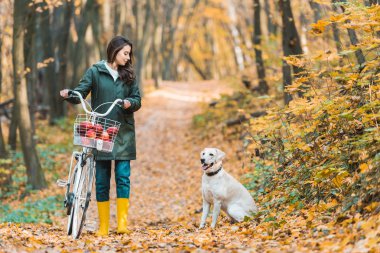 Genç kadın sepet elma ve onu köpek yakınındaki sonbahar ormandaki sarı yapraklı yolda yürüyen dolu ile bisiklet taşıma 