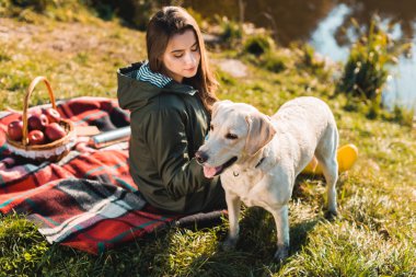 selective focus of attractive woman sitting on blanket and adjusting dog collar on golden retriever in park clipart